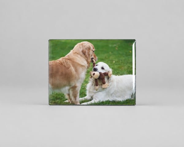 Fridge Magnet - Pup