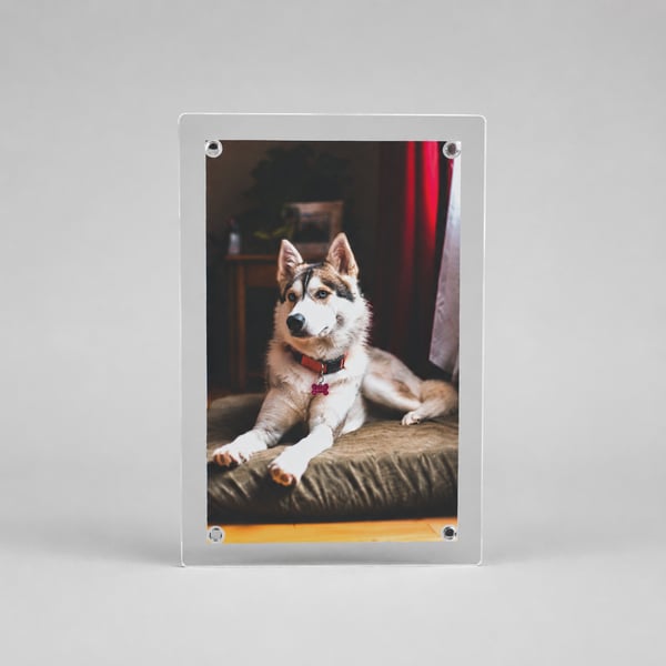Glass Magnet - Husky